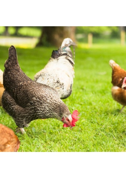 Esin Tohum Tavuk Yoncası Tohumu 500 gr Ak Üçgül Tohumu Bodur Yonca Süs Yoncası Trifolium Repens