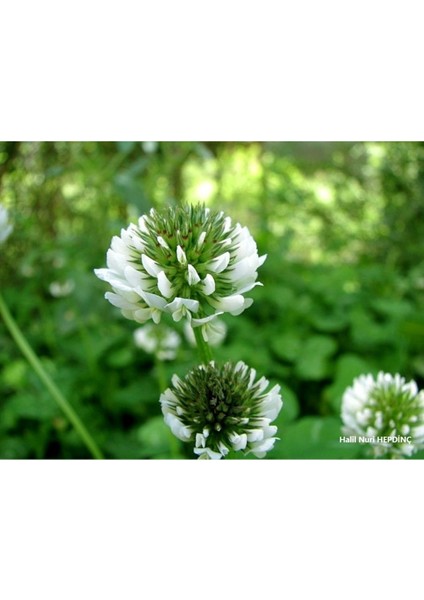 Esin Tohum Tavuk Yoncası Tohumu 500 gr Ak Üçgül Tohumu Bodur Yonca Süs Yoncası Trifolium Repens