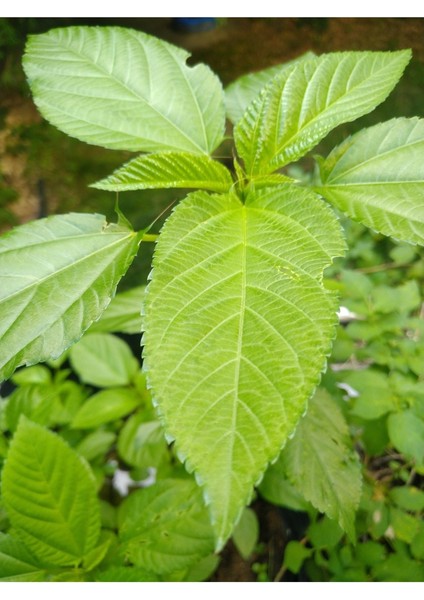 Mühliye Bitkisi Molehiya Tohumu 500 Gram