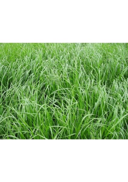 Esin Tohum Teff Grass Yazlık Sığır Otu Tohumu 5 kg