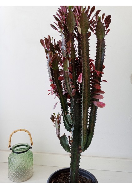 Euphorbia Red Royal