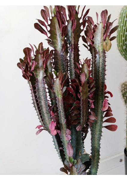 Euphorbia Red Royal