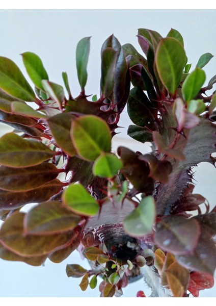 Euphorbia Red Royal