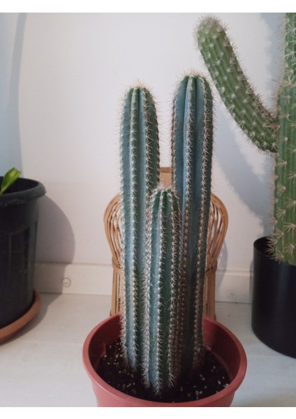 Pilosocereus Azureus- Mavi Meşale Kaktüsü