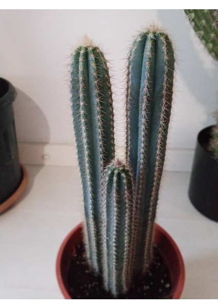 Pilosocereus Azureus- Mavi Meşale Kaktüsü