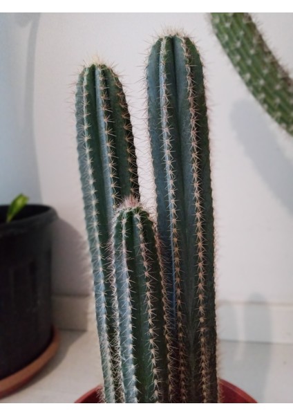 Pilosocereus Azureus- Mavi Meşale Kaktüsü