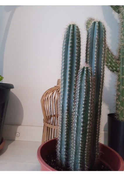 Pilosocereus Azureus- Mavi Meşale Kaktüsü