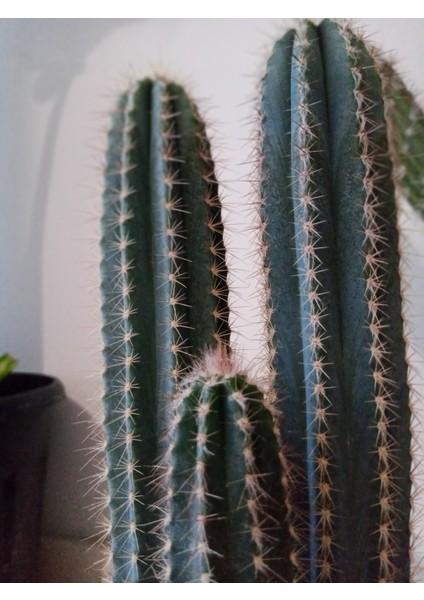 Pilosocereus Azureus- Mavi Meşale Kaktüsü
