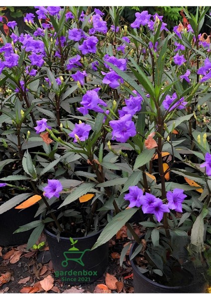 Mor Renk Ruellia Çiçeği 1 Adet Saksılı 30-60CM Bahçe Çiçeği fiyatları