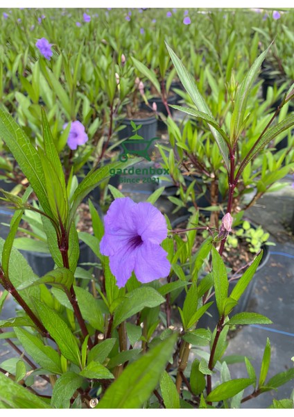Mor Renk Ruellia Çiçeği 1 Adet Saksılı 30-60CM Bahçe Çiçeği modelleri