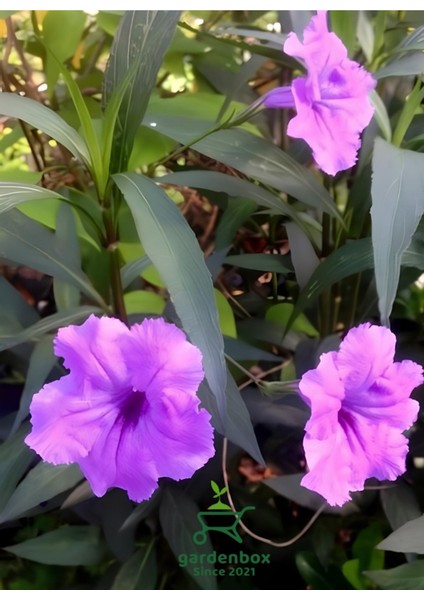 Mor Renk Meksika Petunyası Ruellia 30-50CM Saksıda Ruelya fiyatları