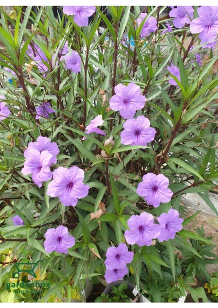 Mor Renk Mesika Petunyası 1 Adet Saksıda 30-50CM Ruelya