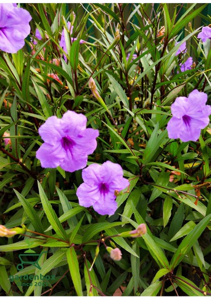 Mor Renk Mesika Petunyası 1 Adet Saksıda 30-50CM Ruelya fiyatları