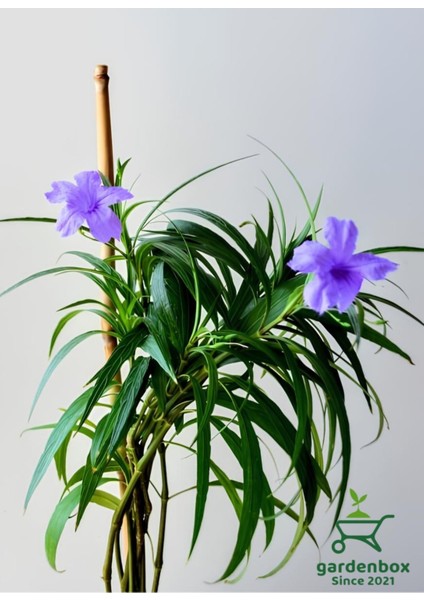 Mor Çiçekli Bahçe Çiçeği Meksika Petunyası Ruelya 30-50CM Saksılı