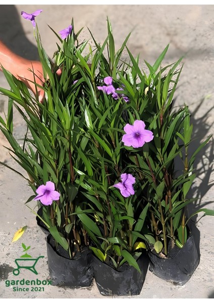 Mor Çiçekli Bahçe Çiçeği Meksika Petunyası Ruelya 30-50CM Saksılı fiyatları