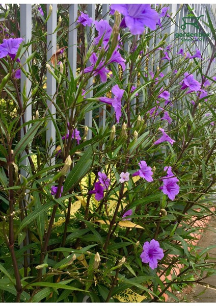 Purple Ruellia Flower-Meksika Petunyası Saksılı 1 Adet 30-50CM