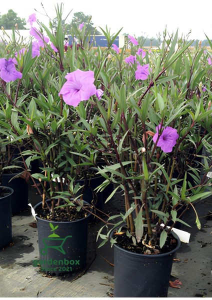 Purple Ruellia Flower-Meksika Petunyası Saksılı 1 Adet 30-50CM modelleri