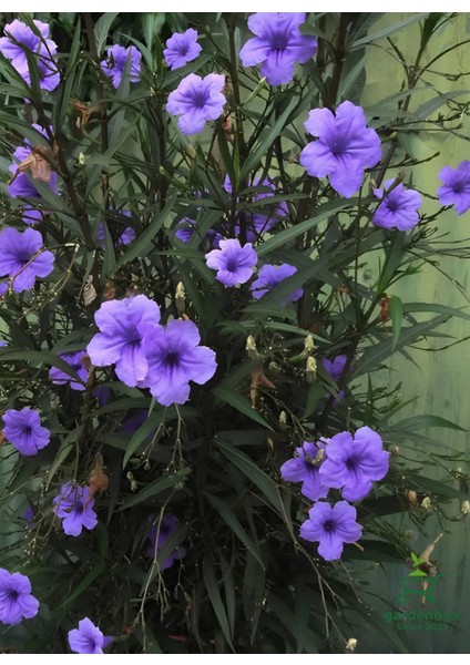 Meksika Petunyası-Ruelya Saksılı 1 Adet 30-50CM Purple Ruellia Flower