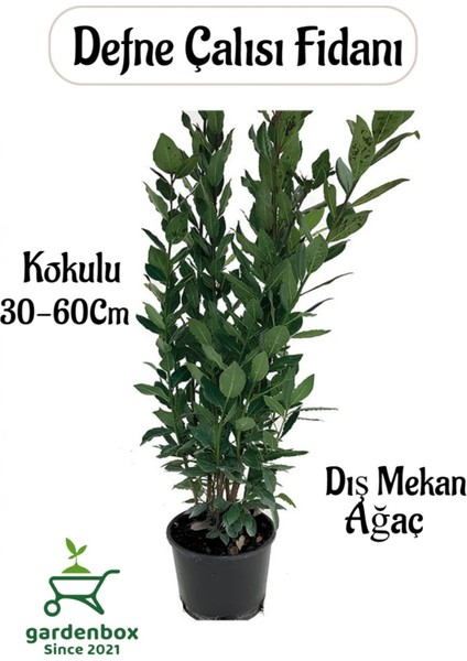 Yaprağı Kokulu Defne Fidanı 1 Adet Saksılı/tüplü Laurus Nobilis