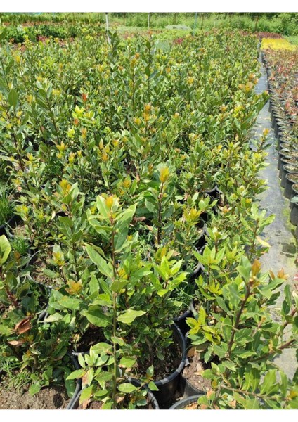 Yaprağı Kokulu Defne Fidanı 1 Adet Saksılı/tüplü Laurus Nobilis modelleri