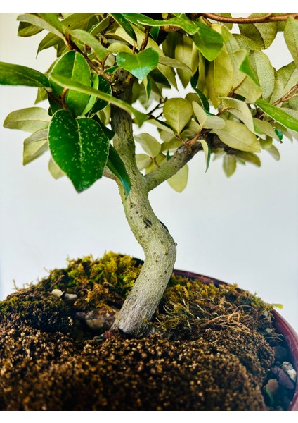 Iğde Bonsai