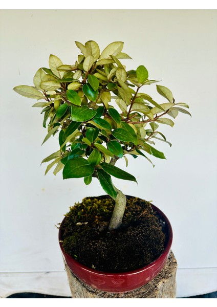 Iğde Bonsai