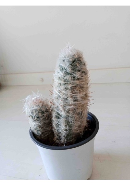 Oreocereus Trollii Kaktüs