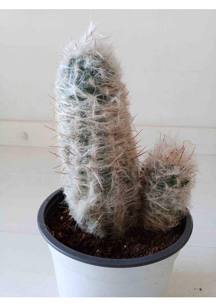 Oreocereus Trollii Kaktüs