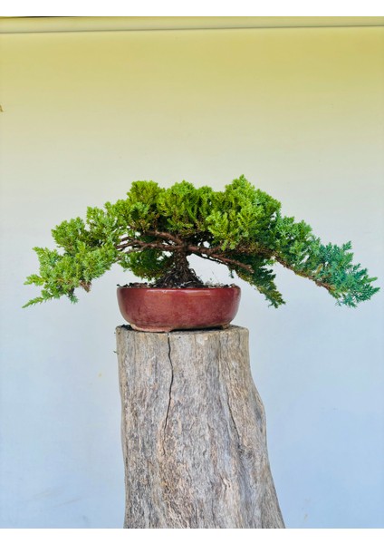 Yalova Bonsai Art Nana Ardıç Bonsai