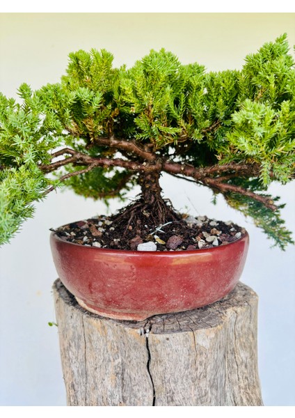 Yalova Bonsai Art Nana Ardıç Bonsai