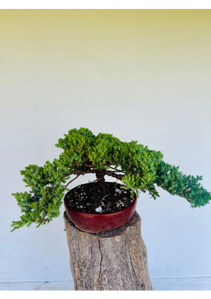 Yalova Bonsai Art Nana Ardıç Bonsai