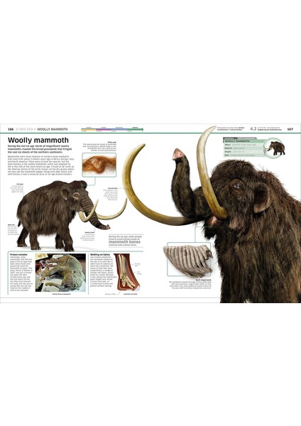 Knowledge Encyclopedia Dinosaur!