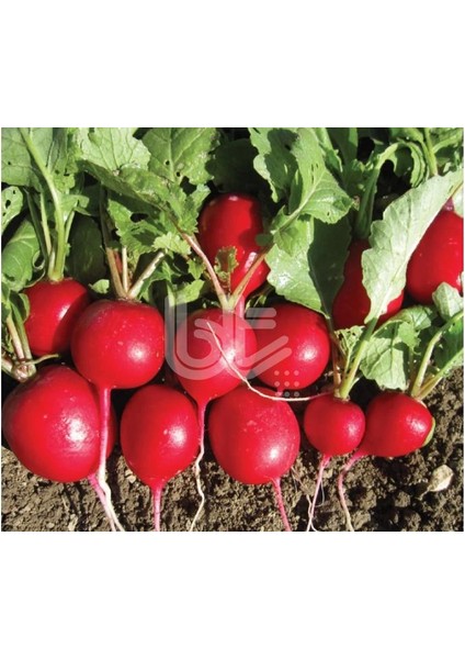 Fındık Turp Tohumu 10 Gram