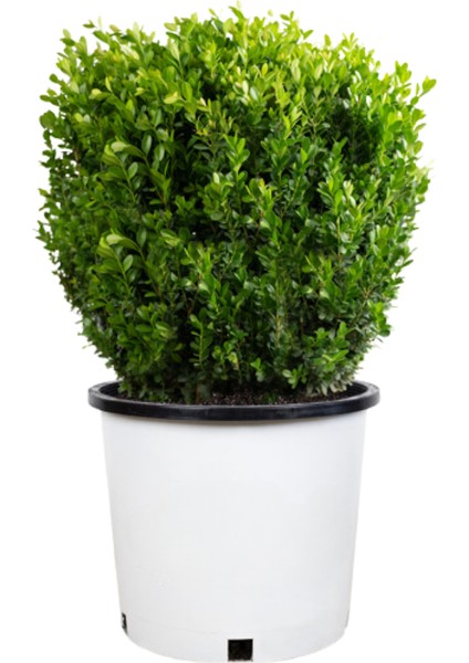 Şimşir Fidanı 25-40 cm 4 Adet (Buxus Japonica Rococo)