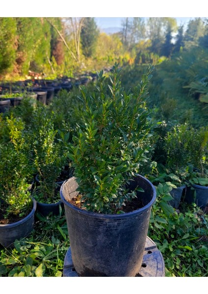 Şimşir Fidanı 25-40 cm 4 Adet (Buxus Japonica Rococo)