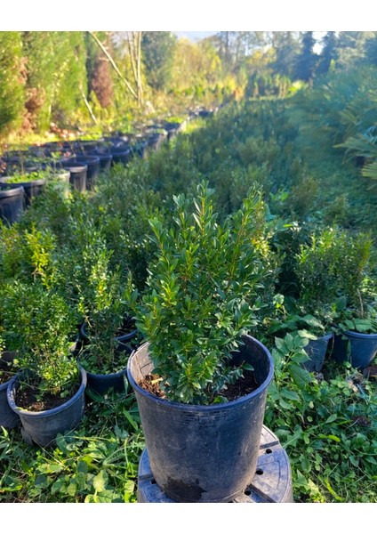 Şimşir Fidanı 25-40 cm 4 Adet (Buxus Japonica Rococo)