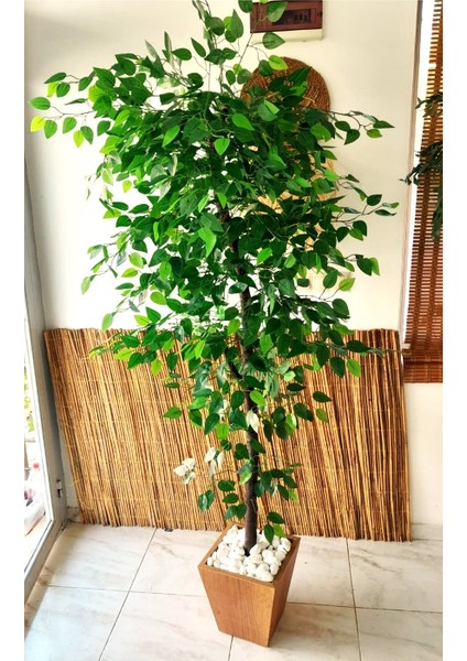 Yapay Benjamin Ağacı 1.90 Mt Boy Ficus Benjamia Ahşap Saksıda Doğal Gür Ağ