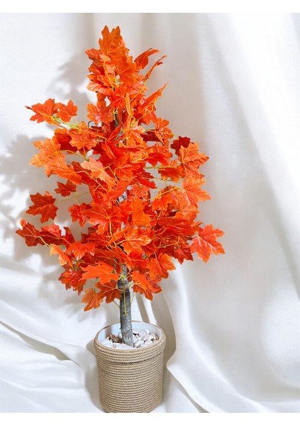 Sonbahar Çınar Ağacı 30X30 Hasır Saksıda 1.40CM