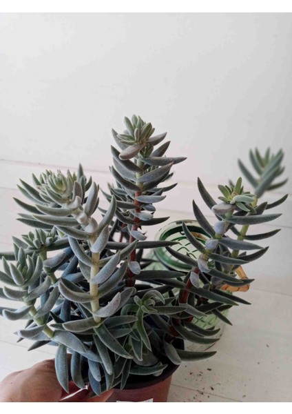 Crassula Mesembryanthemoides Sukulent