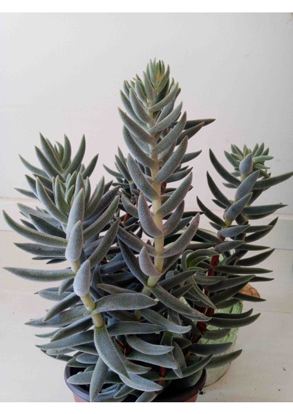 Crassula Mesembryanthemoides Sukulent