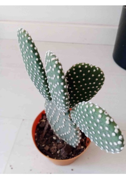Beyaz Tavşan Kaktüs 20CM fırsatları