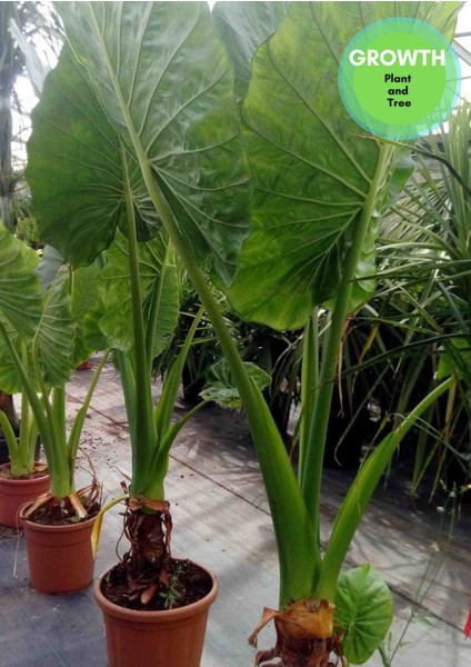 Dev Fil Kulağı - Alocasia Macrorrhizos