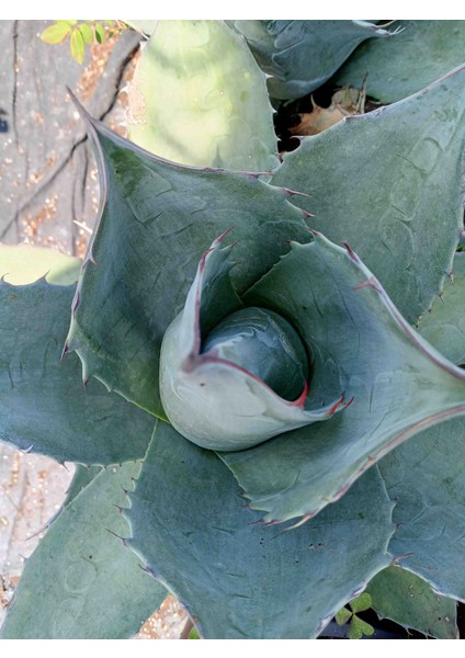 Agave Parryi Turancata
