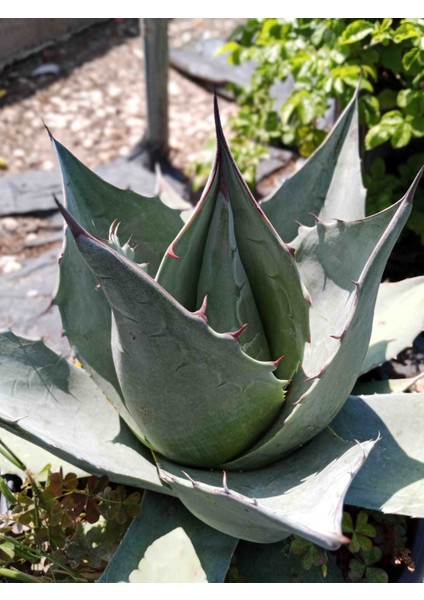 Agave Parryi Turancata