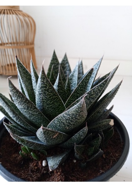 Gasteria Sukulent