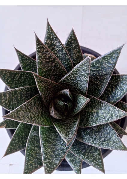 Gasteria Sukulent