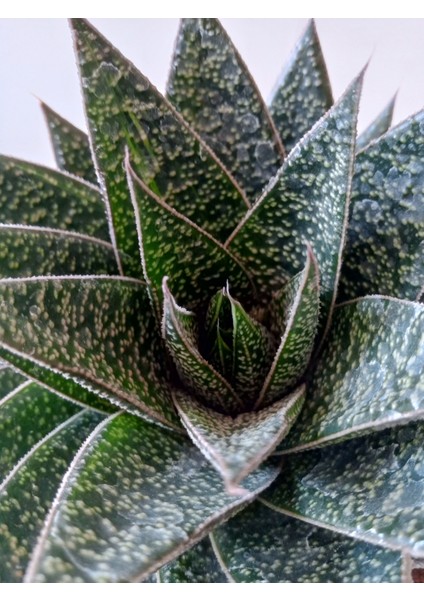 Gasteria Sukulent