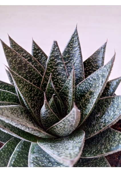 Gasteria Sukulent