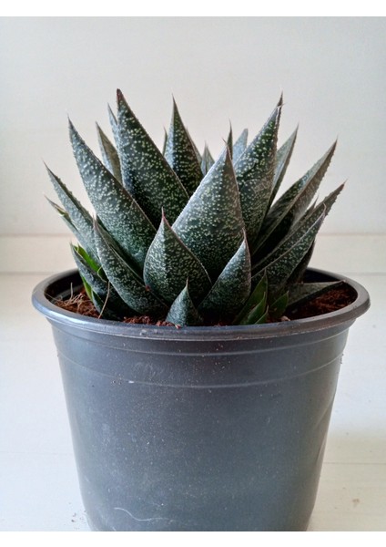 Gasteria Sukulent