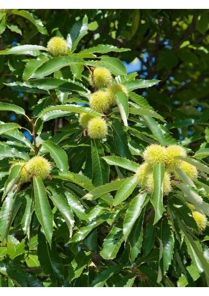 Aesculus Hippocastanum At Kestanesi Fidanı (60-80 Cm)